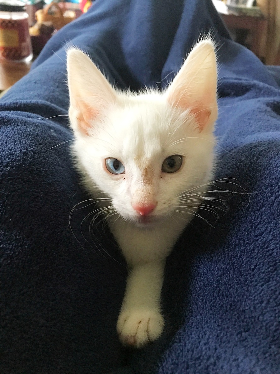 好听有寓意的猫咪名字大全 - 寓意美好，寓意深远