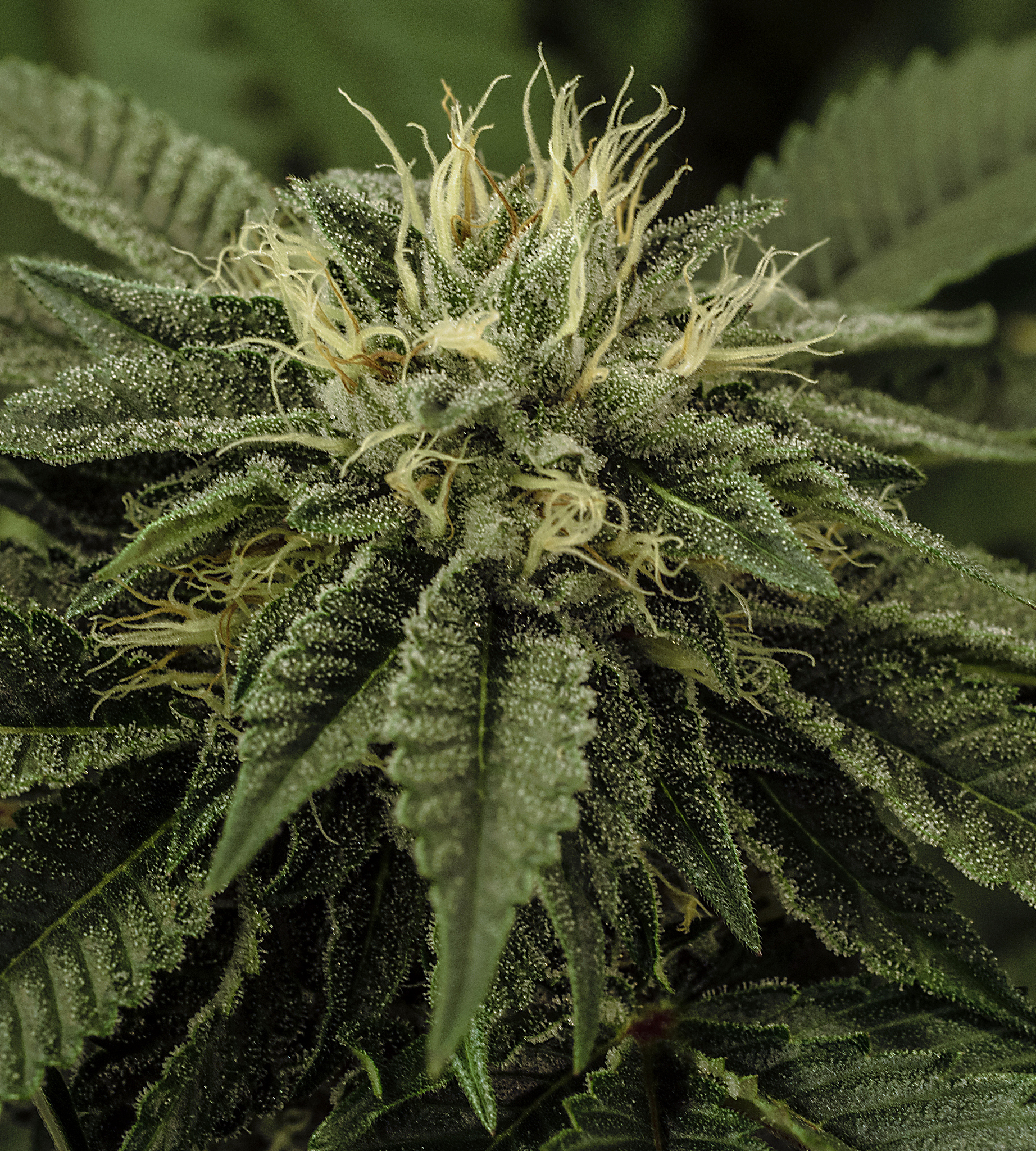 live cannabis macro bud shot