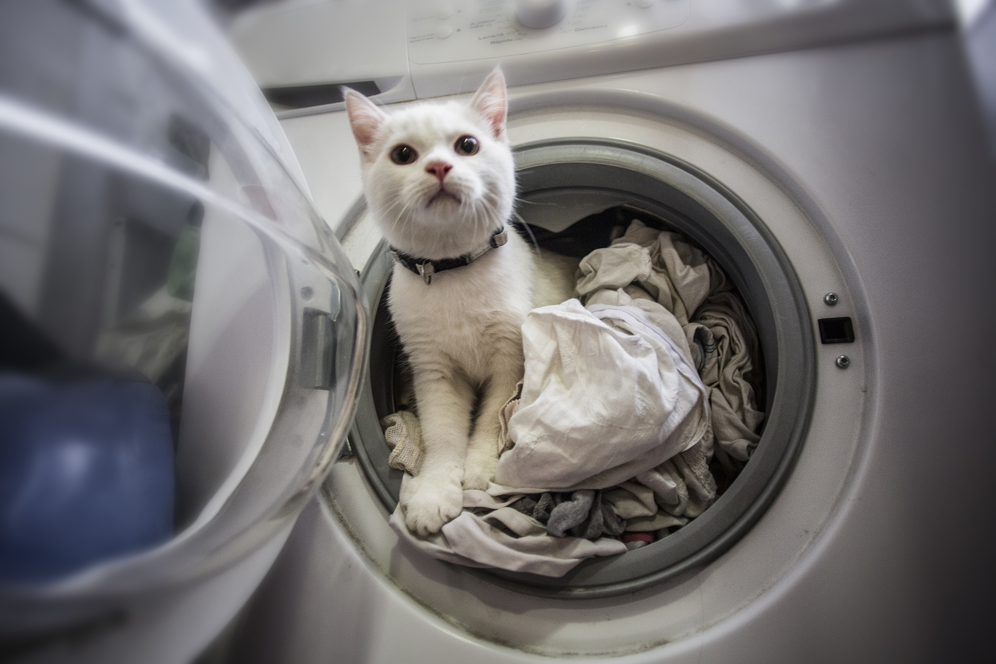 猫藏在滚筒洗衣机里