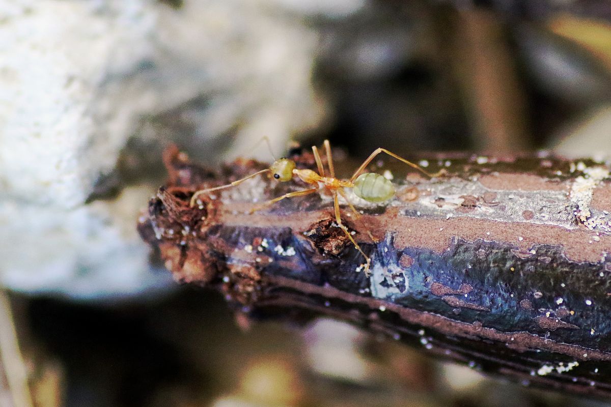 天敌昆虫有什么特点