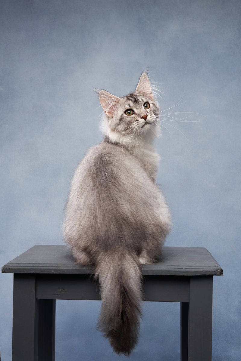 5 Popular Cat Names: Find the Perfect One for Your Feline Friend