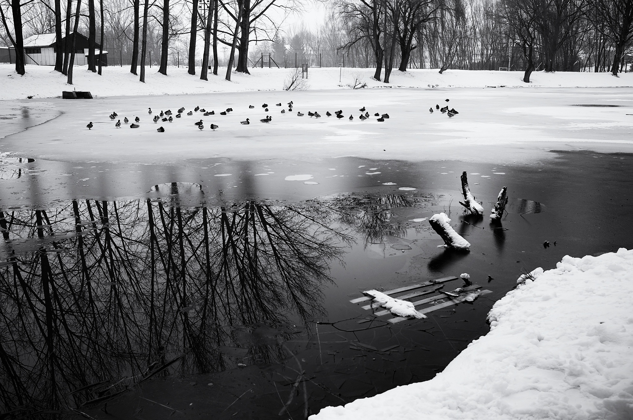 我们的Lakeport橡树在暴风雪中遭受重创