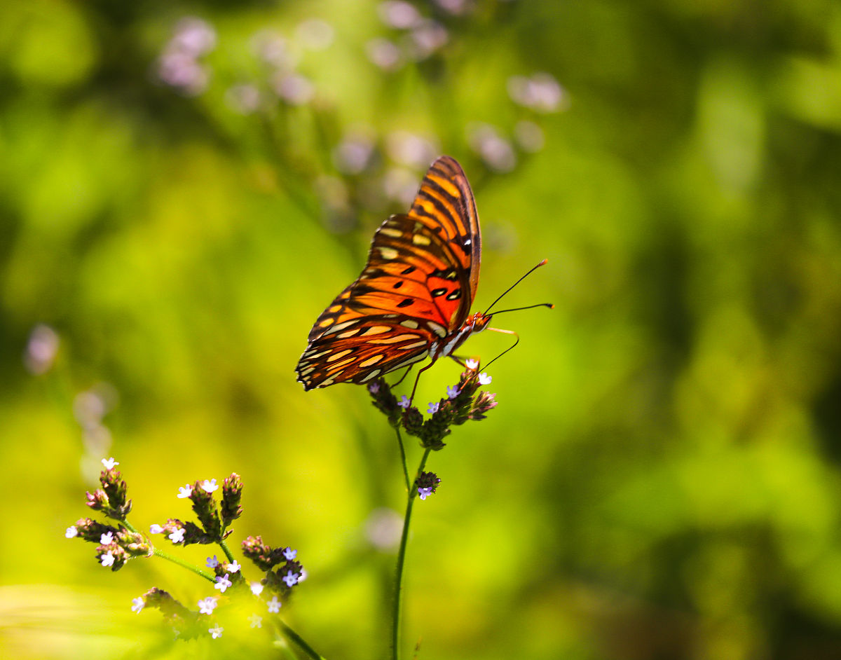 王国两位君主 手游更新日志