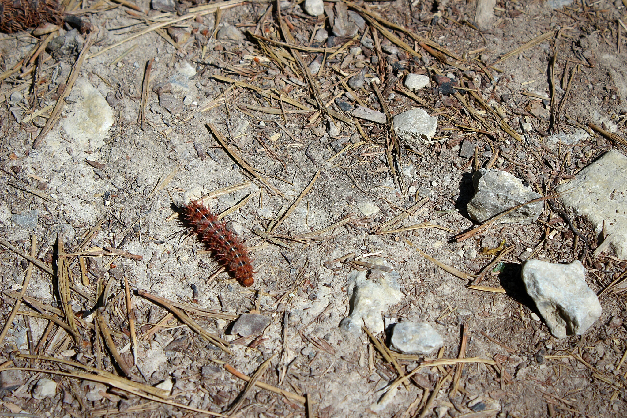 high angle view of caterpillar