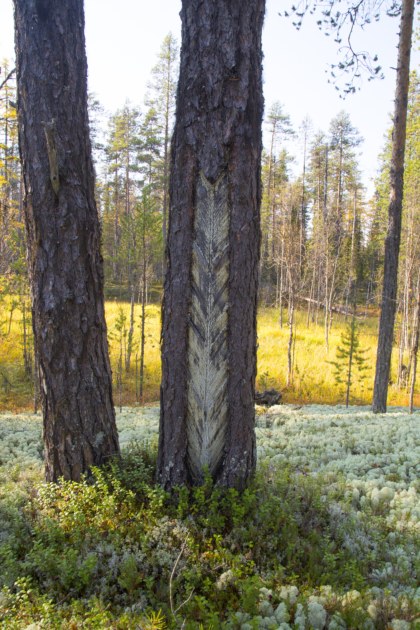 extraction of resin from a pine tree.