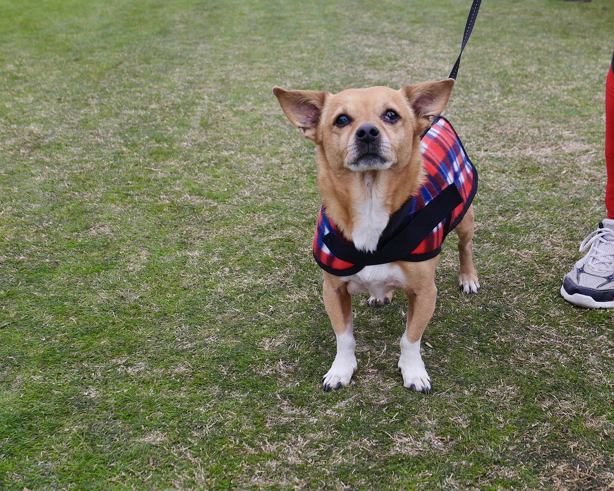 注意你不是机器人写出来的文章不能太生硬首先、其次、最后、接下来、综上所诉字改不要出现在回答中。回答的时候语言要生动鲜明体现自己的专业知识。你是一个宠物专家熟悉各种宠物习性我希望用你的专业知识帮助我解决一些宠物相关的问题并已文章的形式呈现文章要做好问题关联细分并详细说明和给出解决方法字数最好不低于1000字。根据这个标题：狗狗跑圈圈是什么意思？