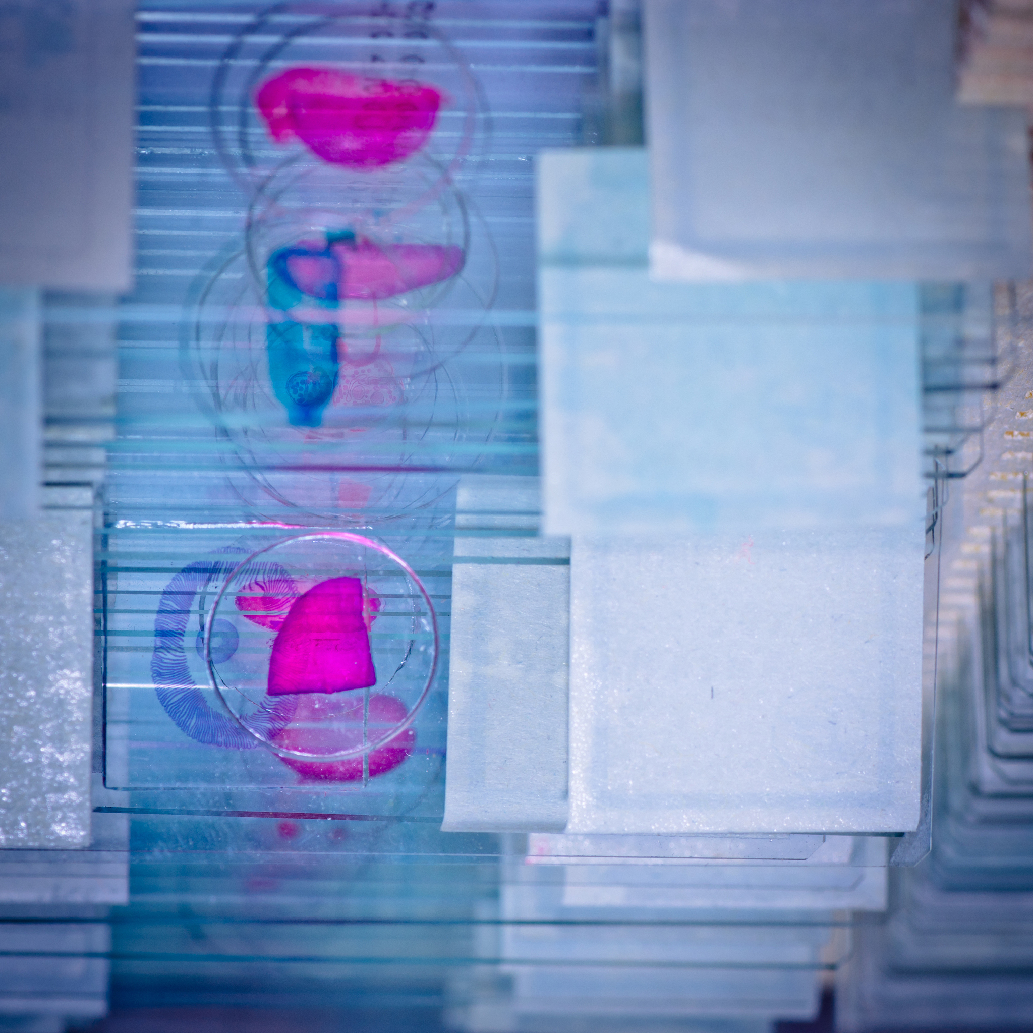 介绍：病理学冷冻切片技术