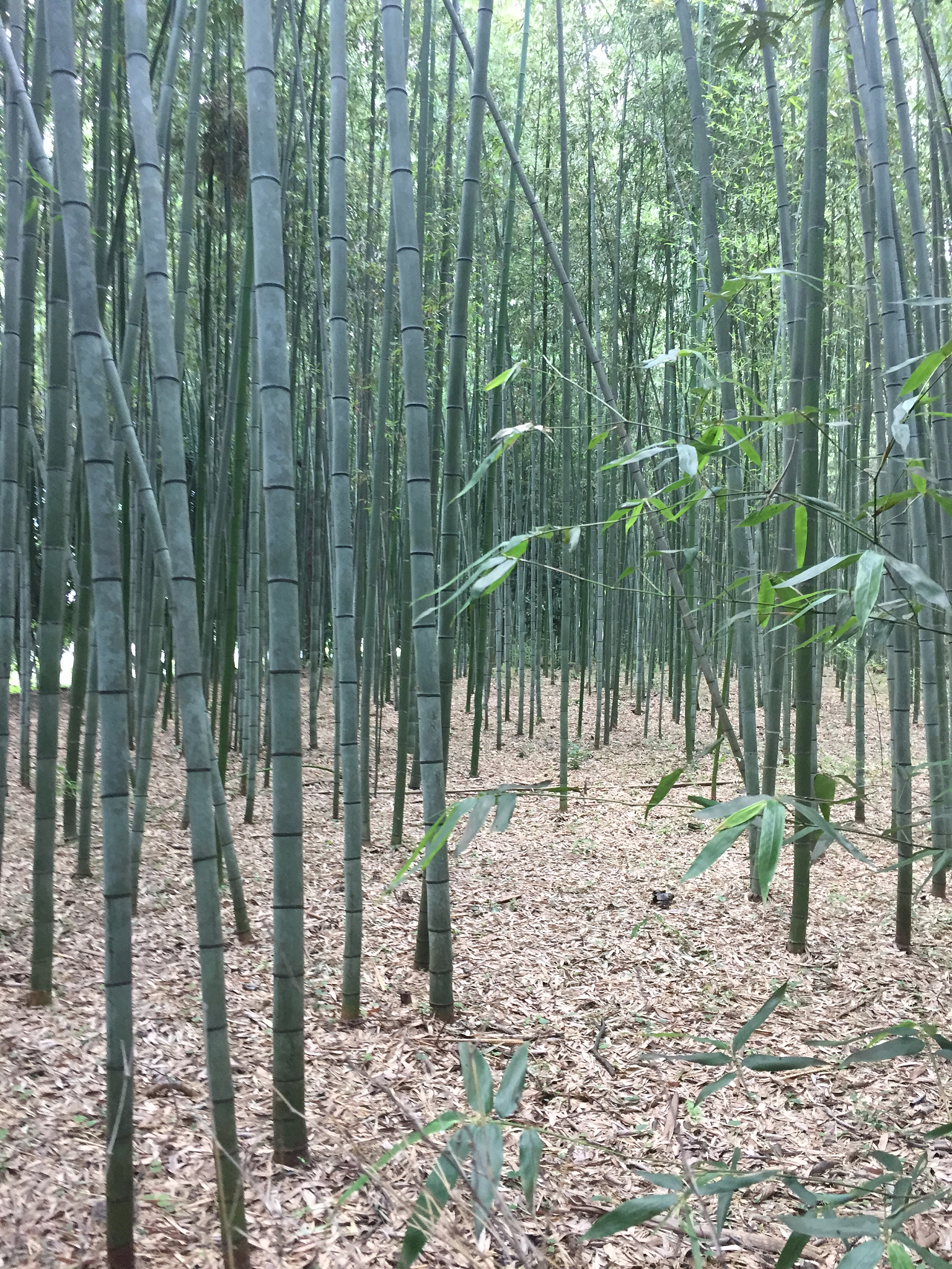 bamboo forest