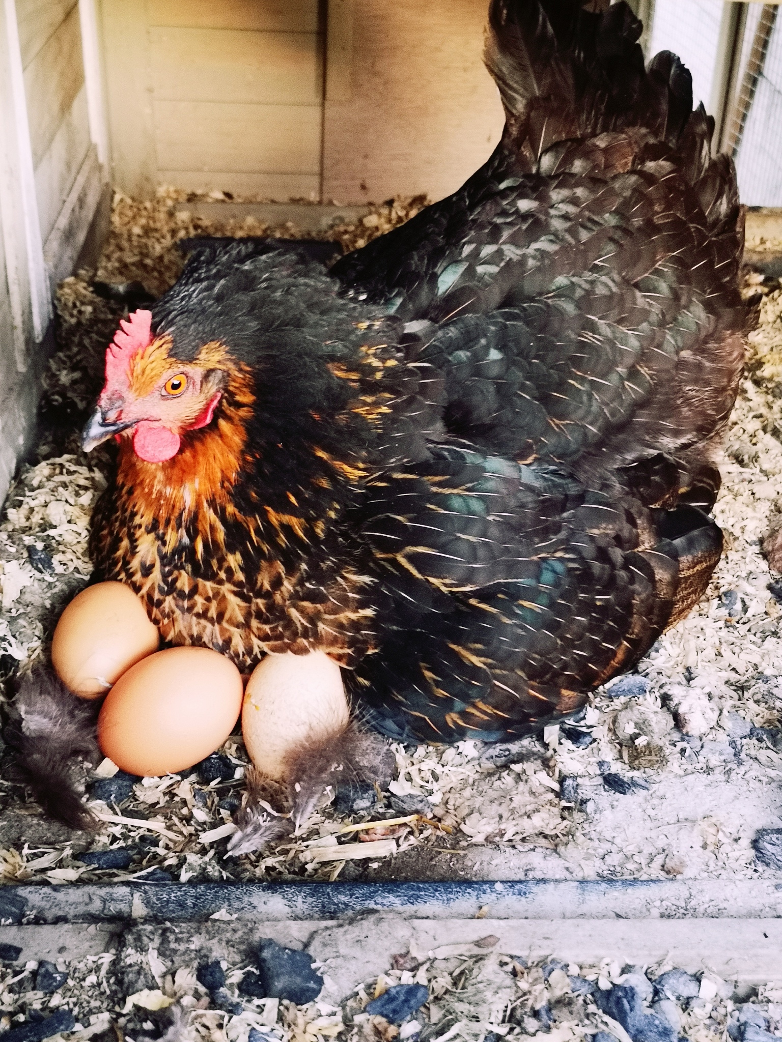 150000个鸡一个季度下蛋多少吨正常