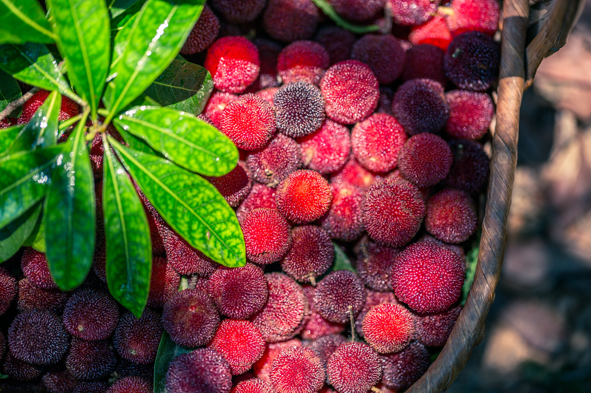 写一个朋友圈吃杨梅的文案有文学水平押韵