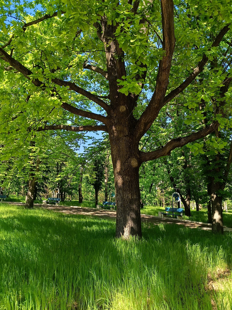 写一篇作文“一棵树”