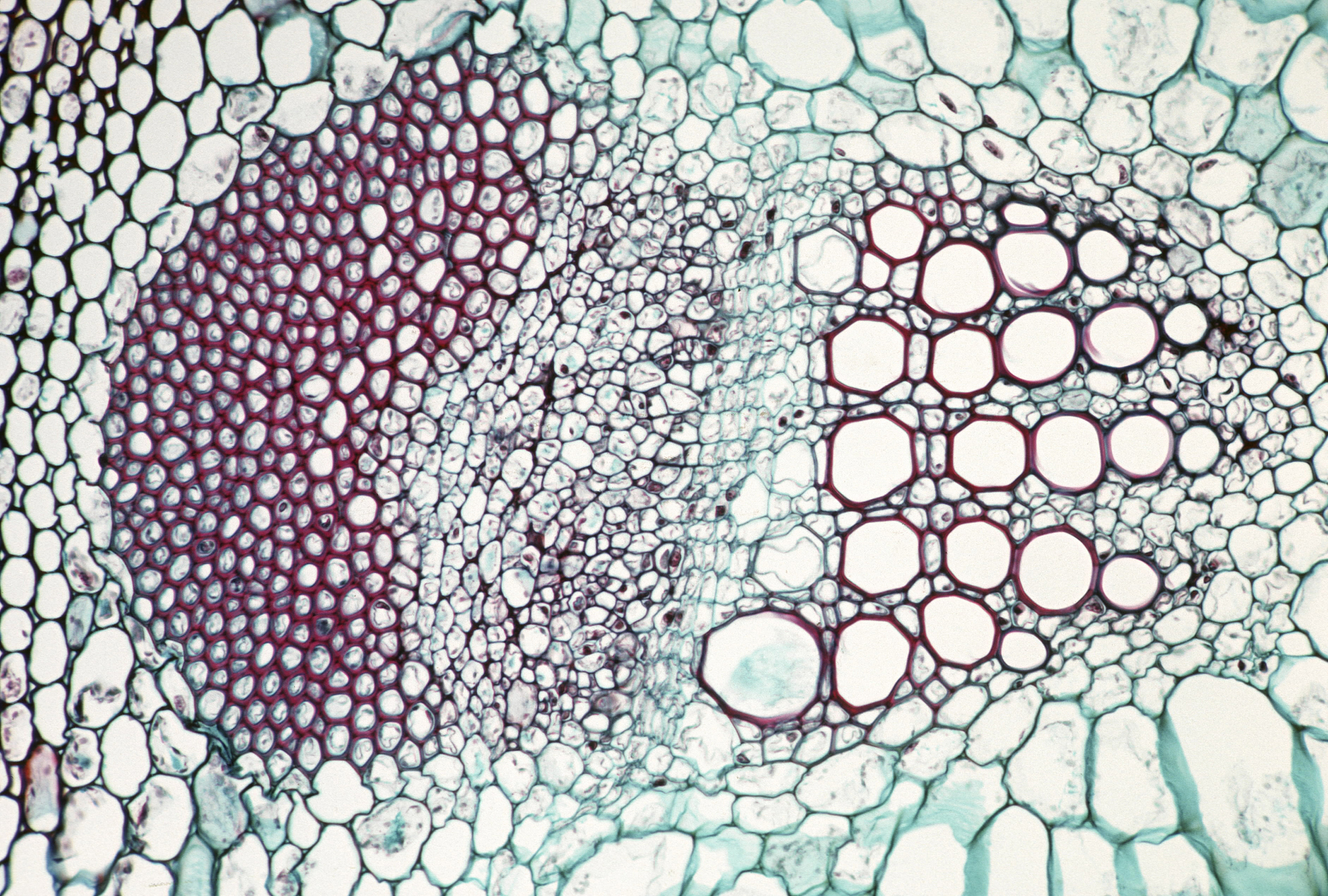 植物中单维管束双维管束的区别