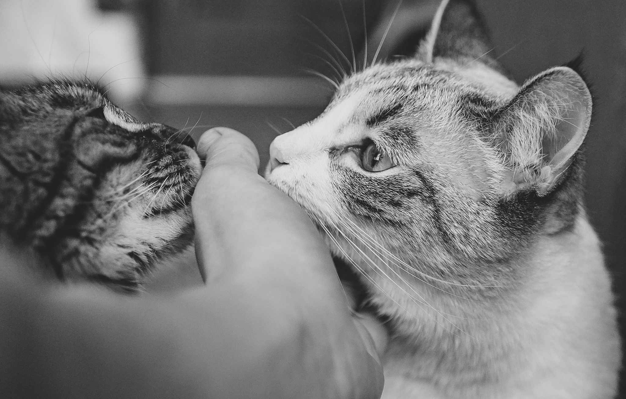 The History of Cats: From Ancient Legends to Beloved Pets