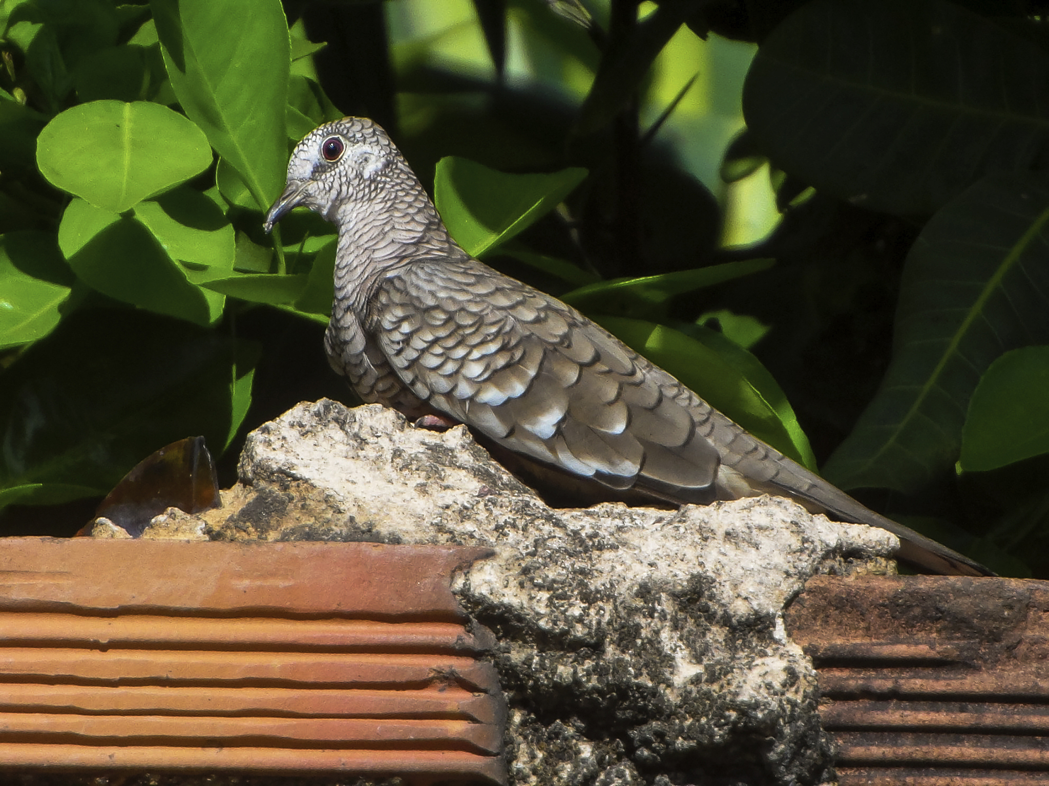 不小心把国家保护动物斑鸠的毛给拽下来这有问题吗