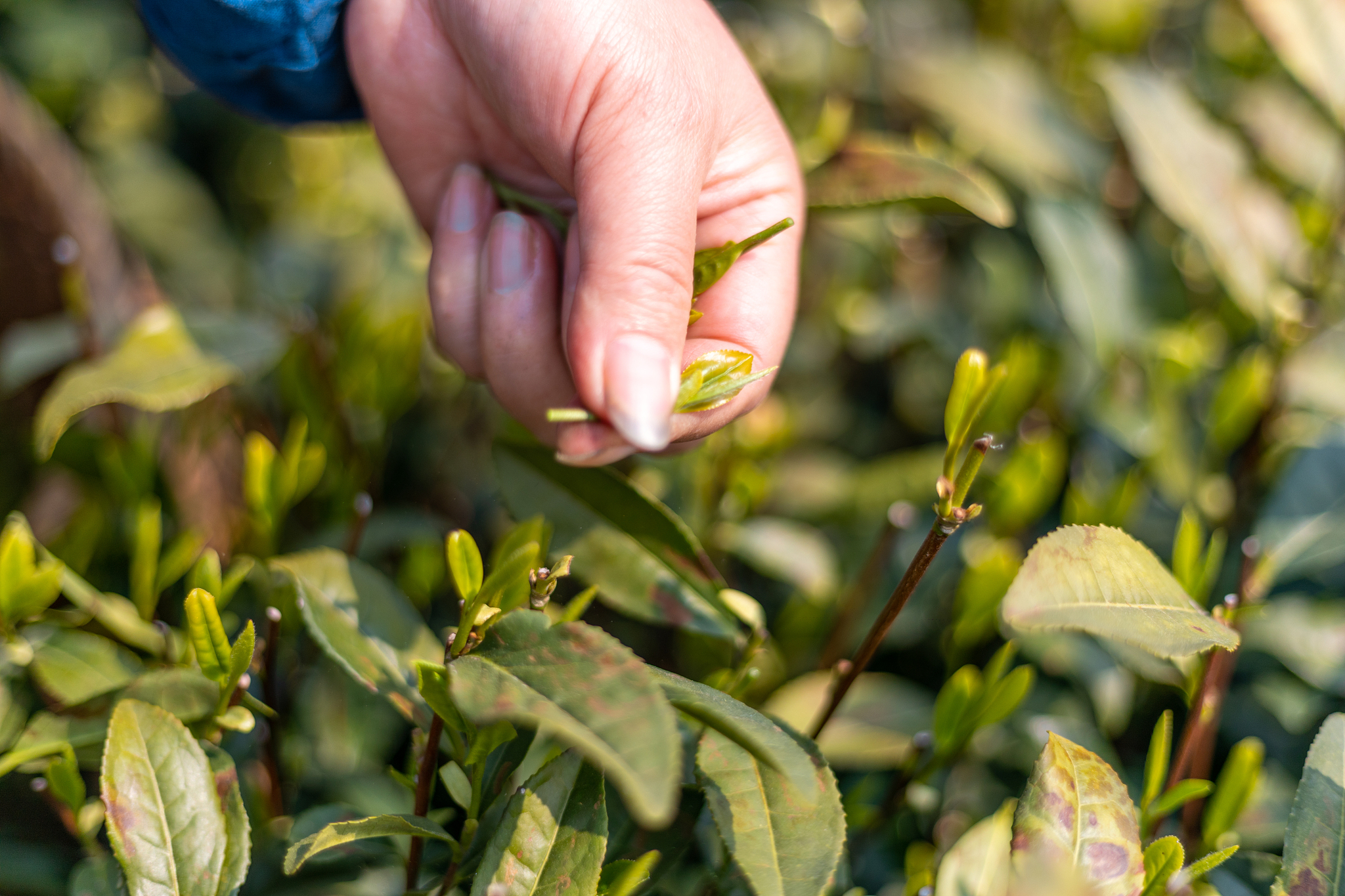 20年老茶树不发芽怎么办？重剪、刀割还是留待观察？