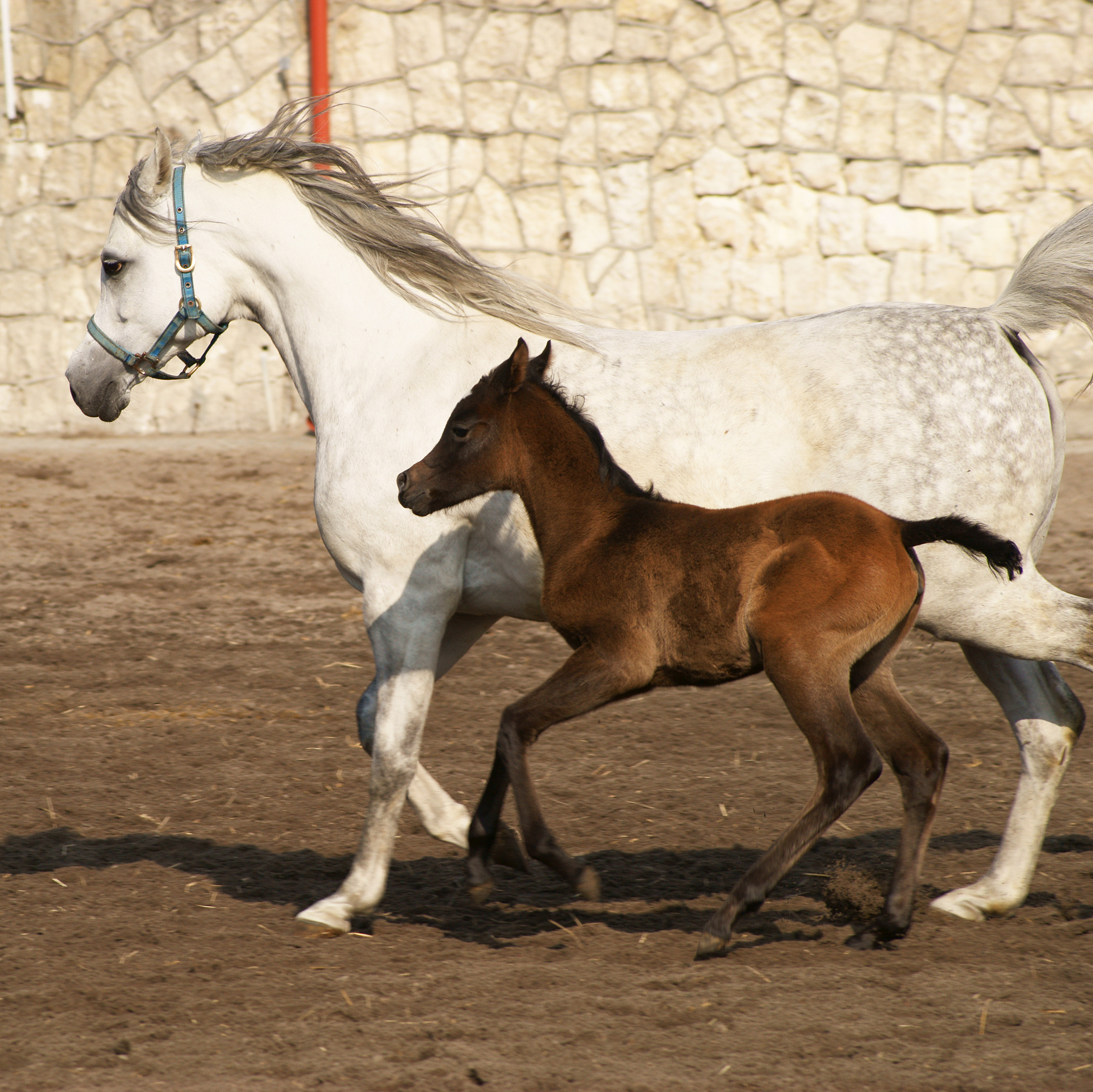 arabian horses