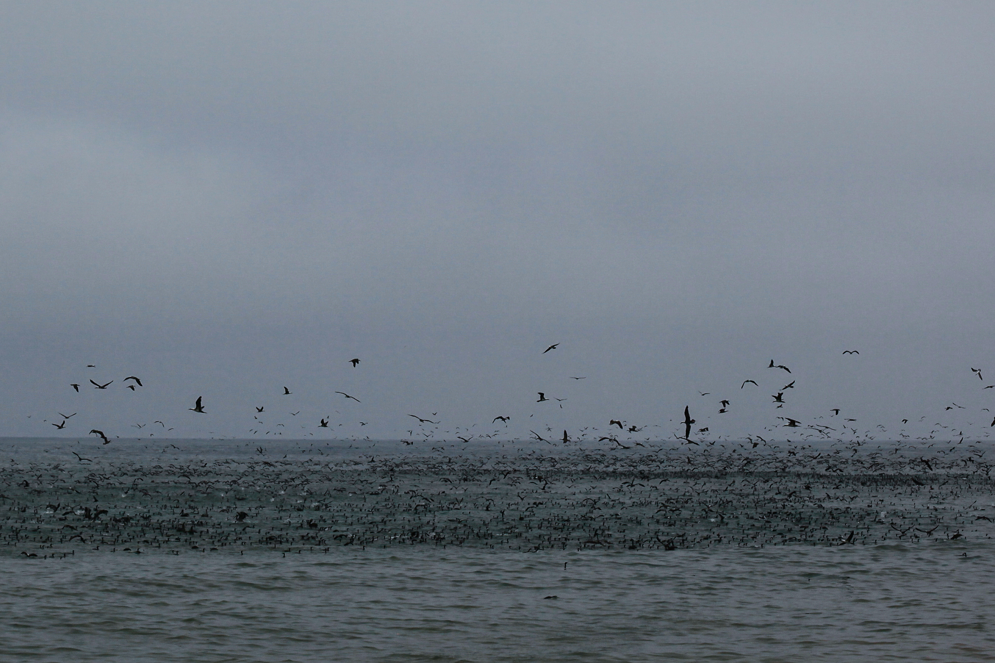 bird feeding frenzy