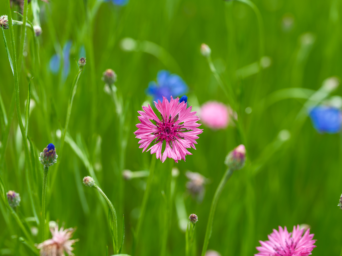273 很高兴有机会割草看看天气预报这可能会非常短暂。绿露拂过。T 恤经过垂直剪裁、吹净和手工剪裁。环绕和方法切入然后切入一些球道