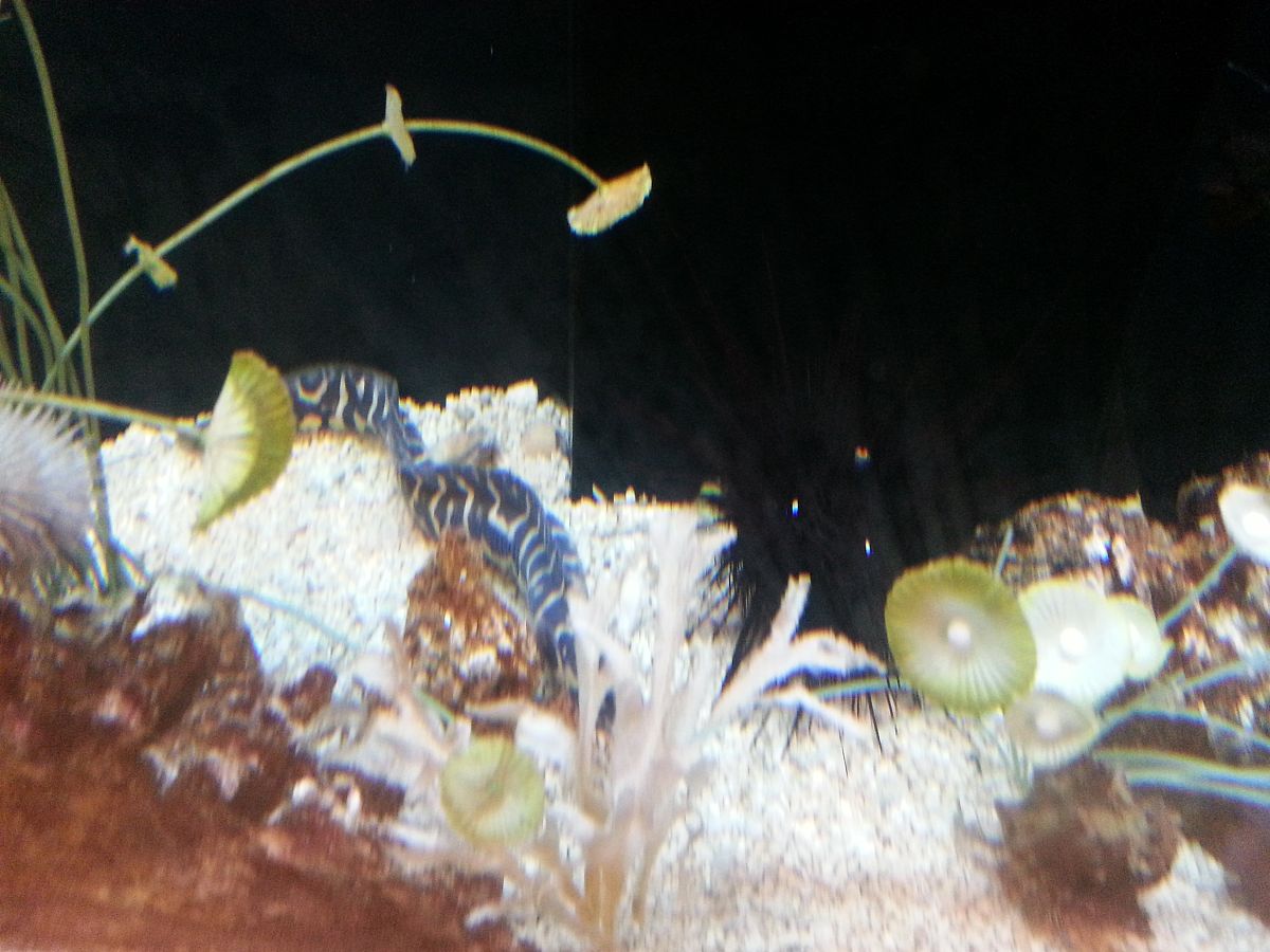 美西螈喂食指南：活体食物、小型鱼类和饲料颗粒