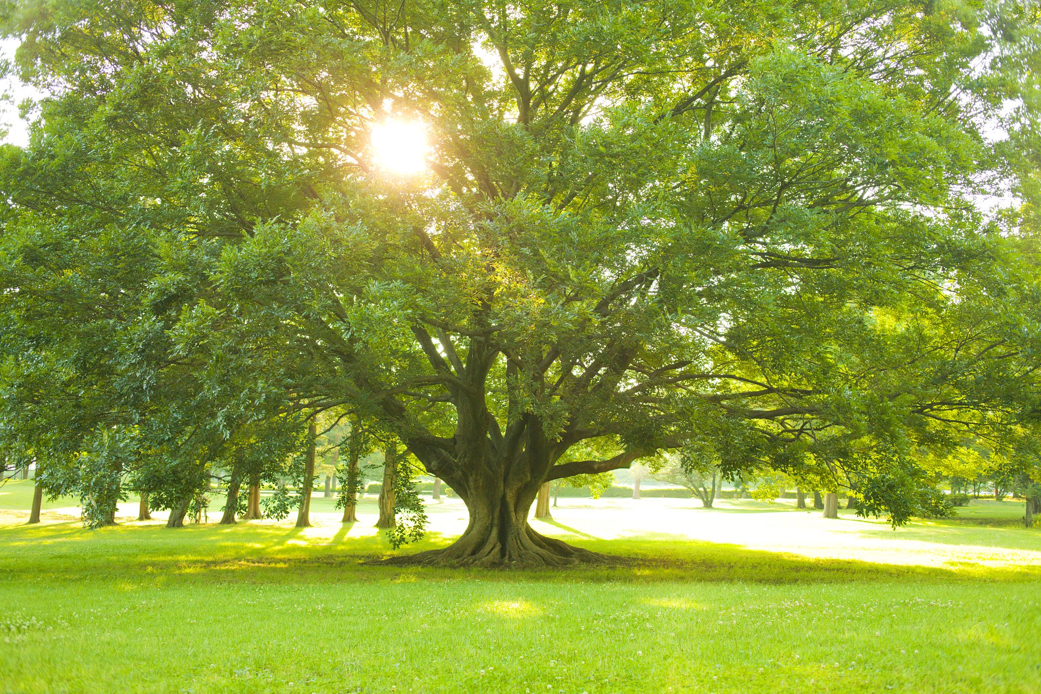 道真职业教育培训中心园林技术教学质量怎么样