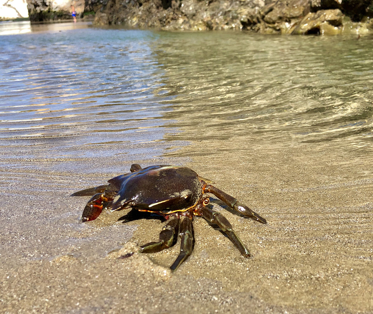 母蟹最佳体重：如何判断你的母蟹是否健康？