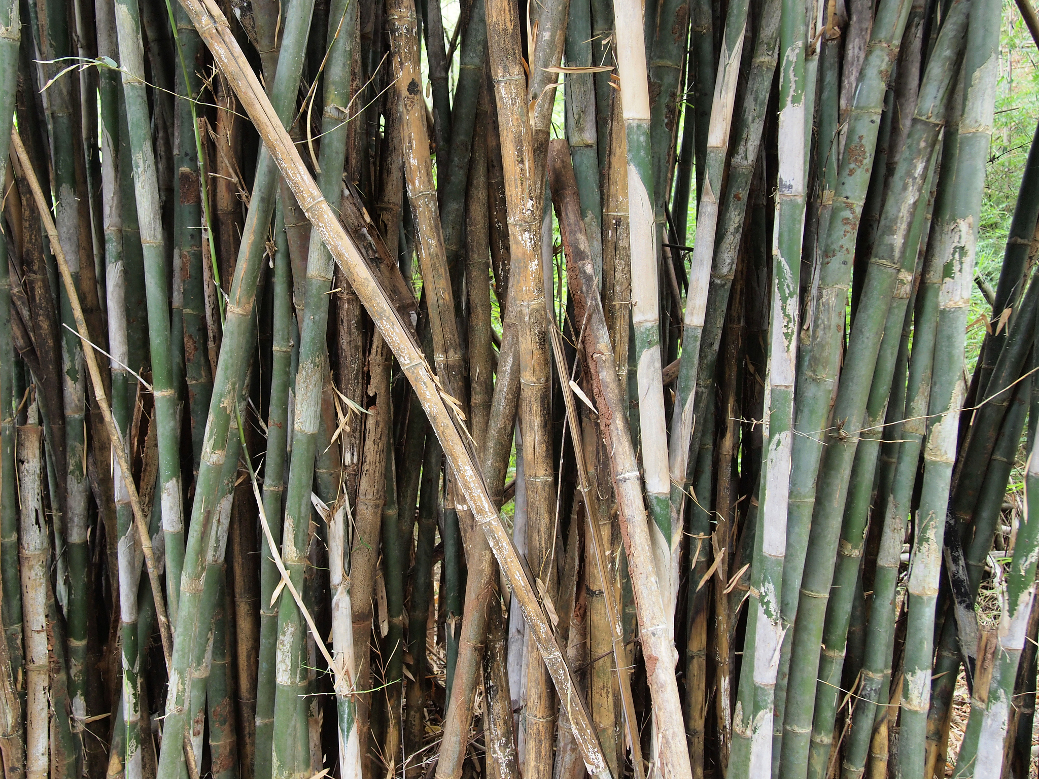 green bamboo forest