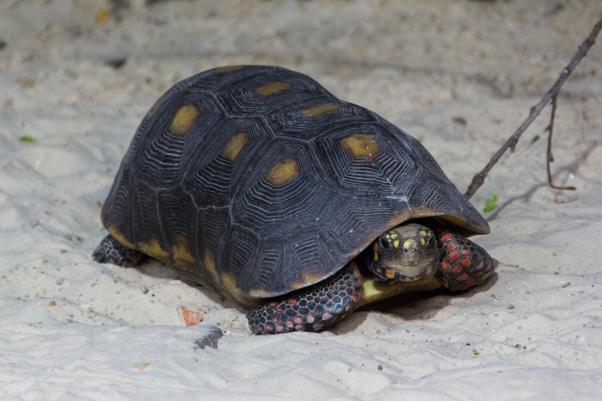 turtle