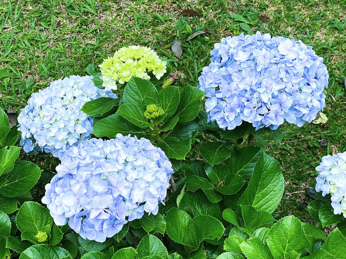 无尽夏绣球花的养殖方法和注意事项400字