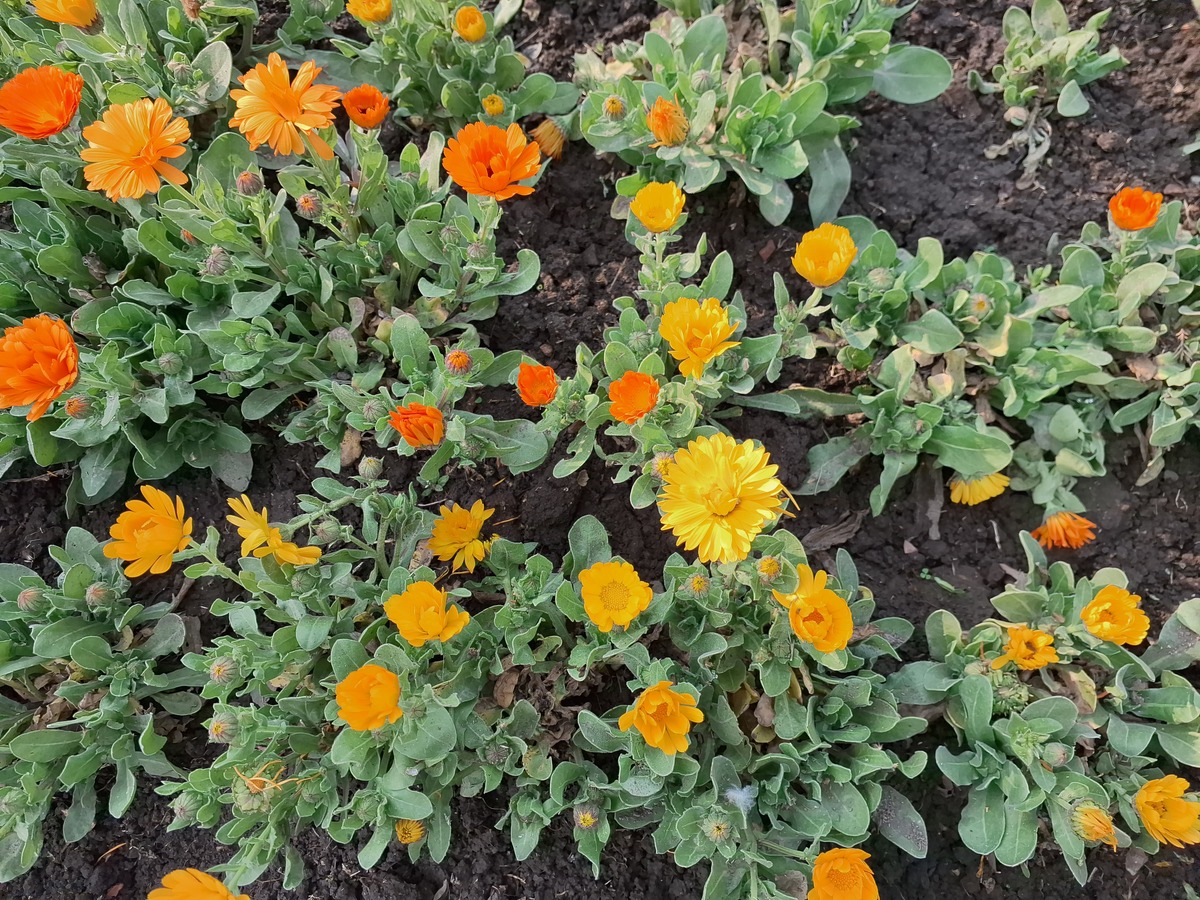 太阳花种植指南：从播种到收获的完整步骤