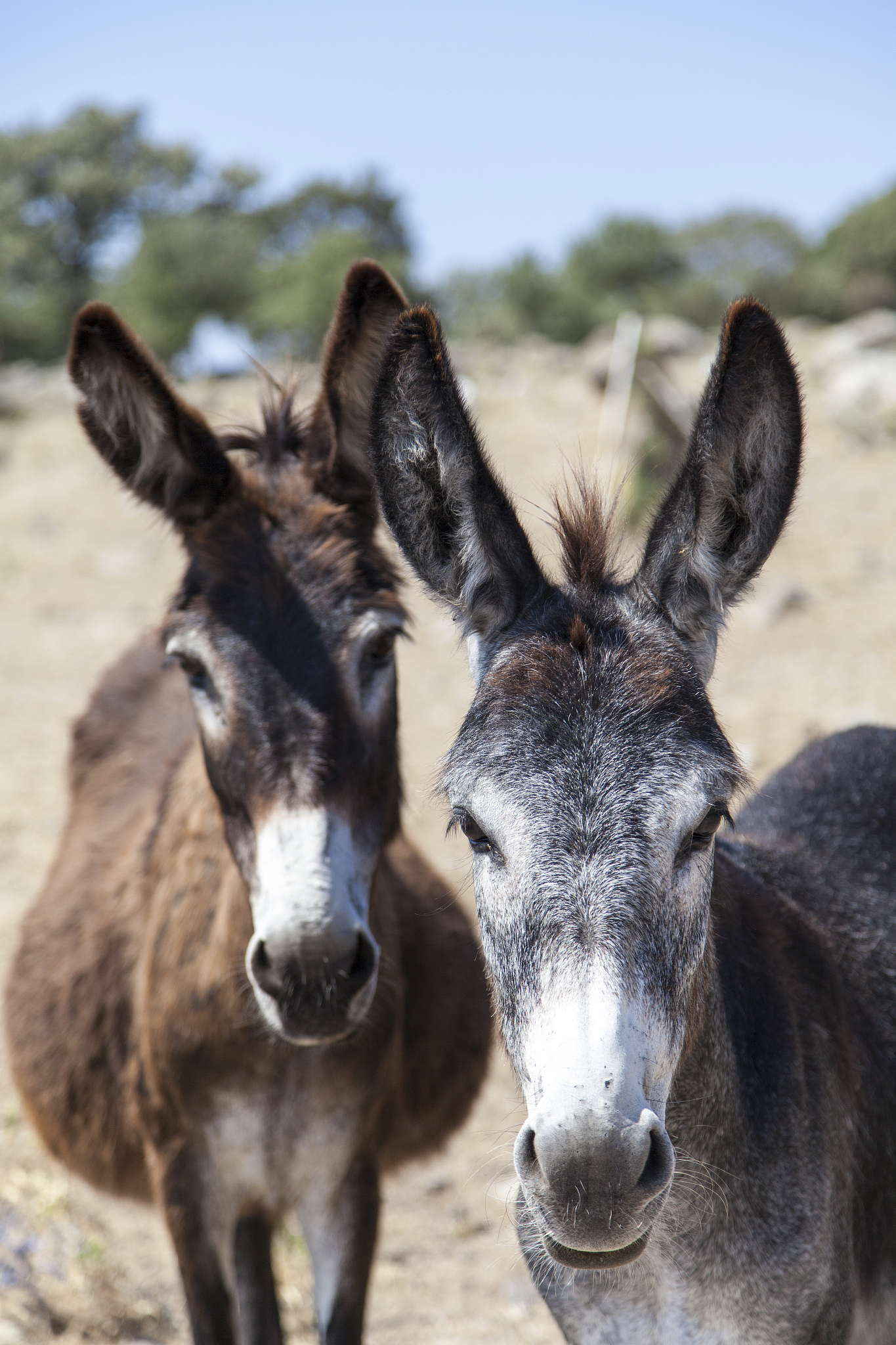donkeys