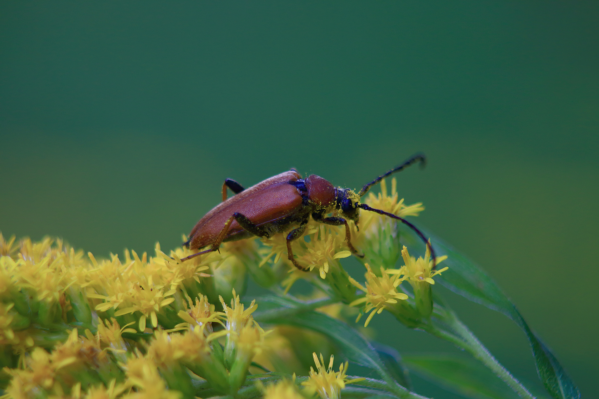beetle barbel