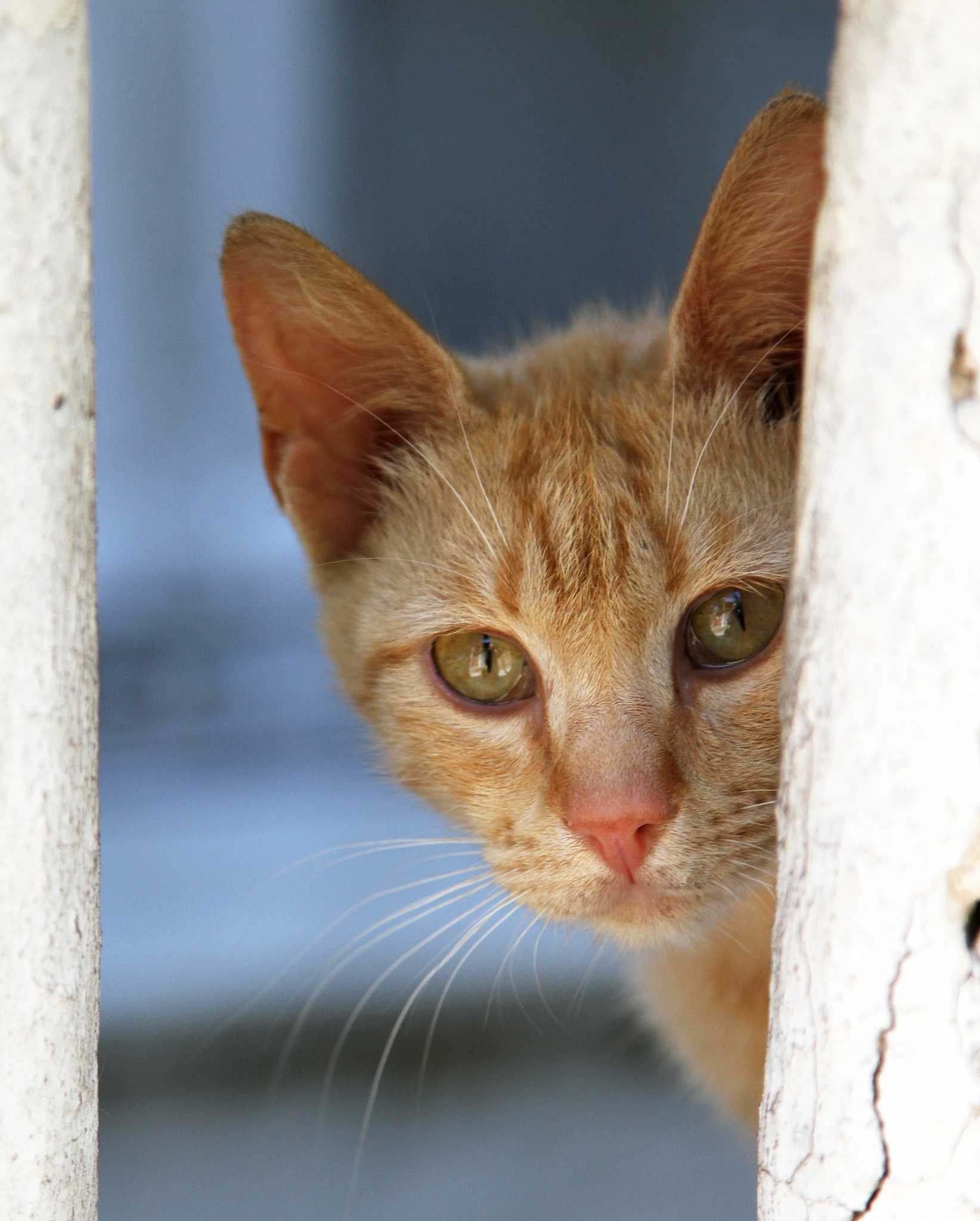 猫的夜行与独立：仿写《猫》第二自然段