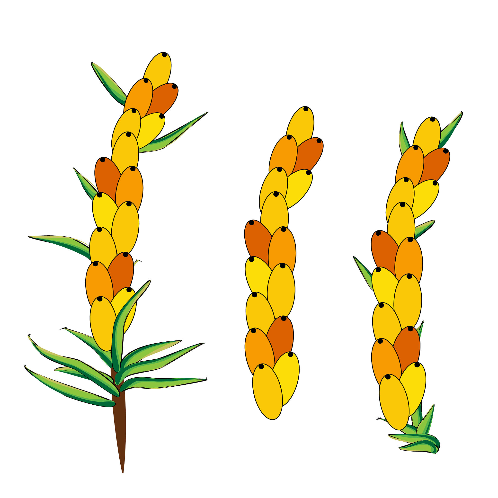 鼎鑫鲜榨沙棘果汁可以缓解消化不良吗？