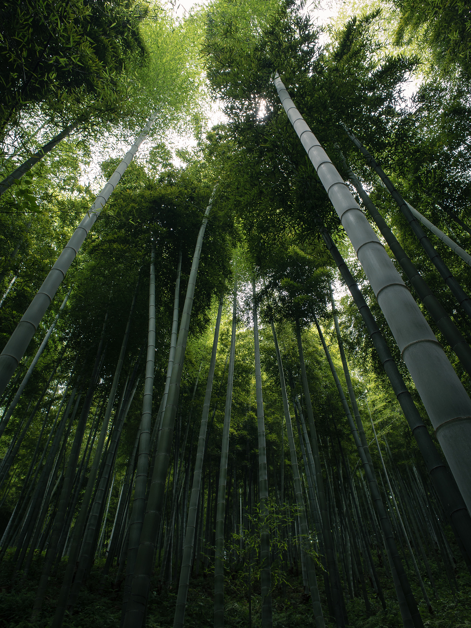 谭盾英文介绍50词左右