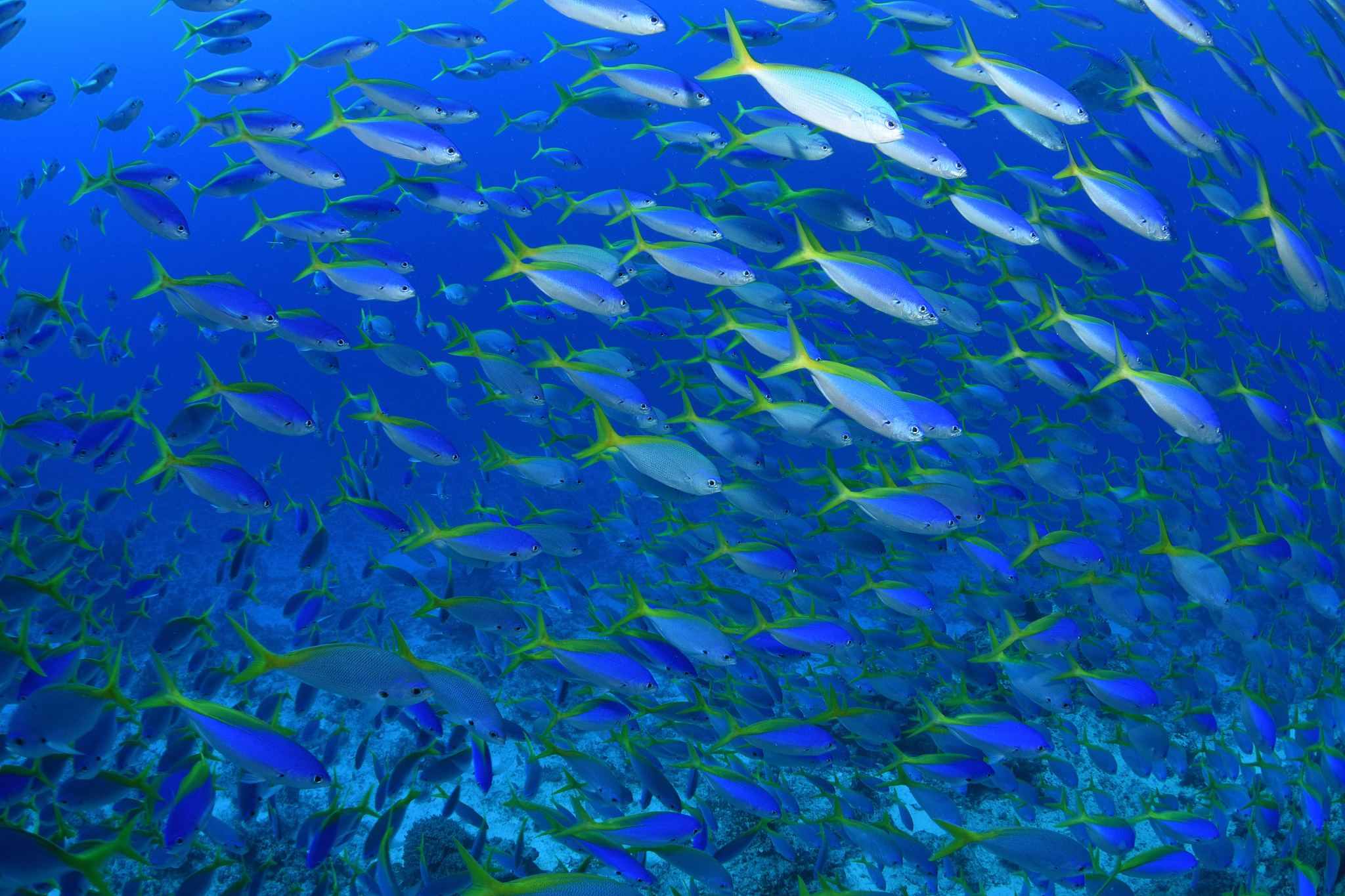 yellowtail fusiliers, ribbon reefs, great barrier reef, australi