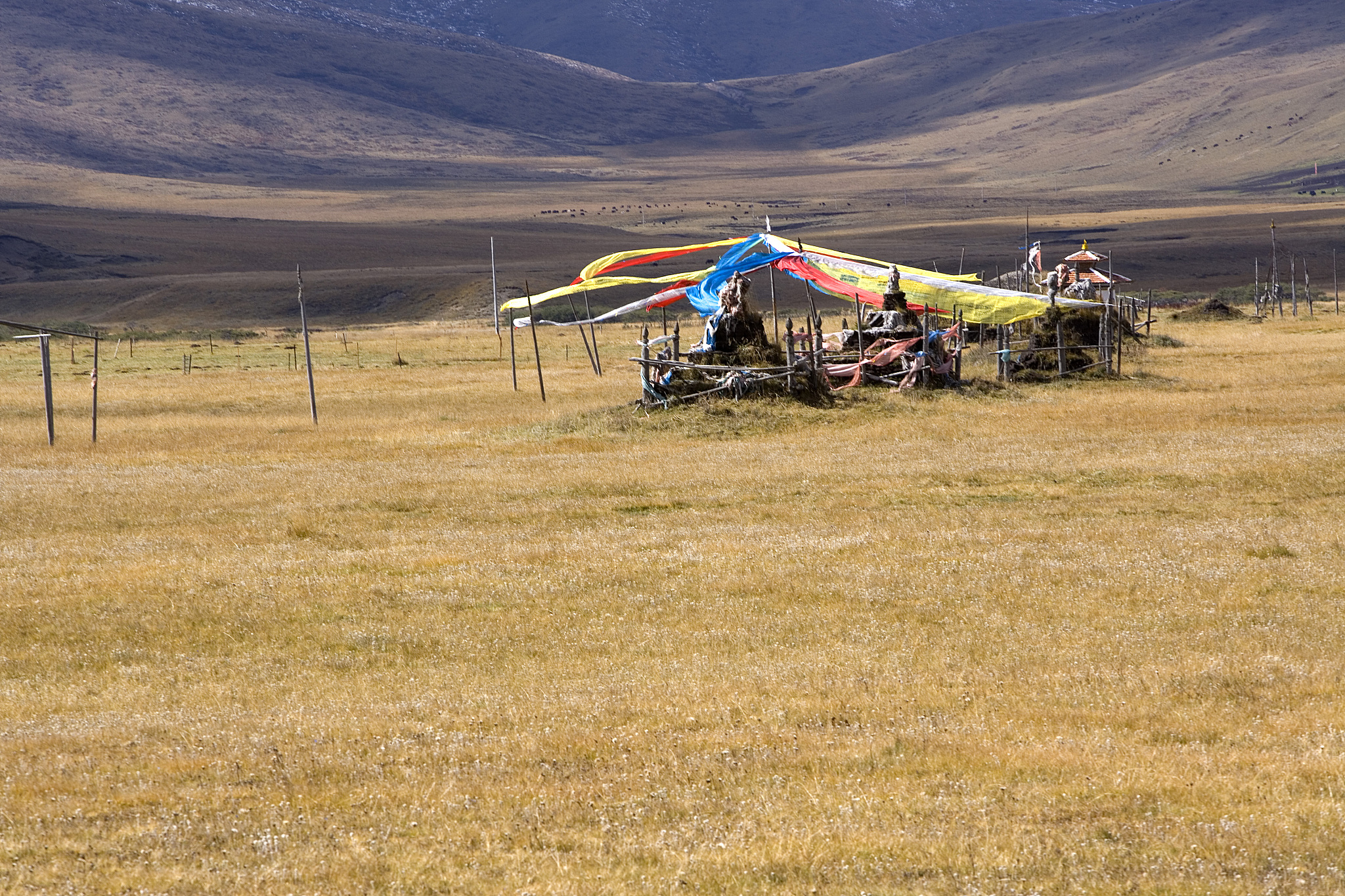 北シニド型：起源、身体的特徴、文化的重要性