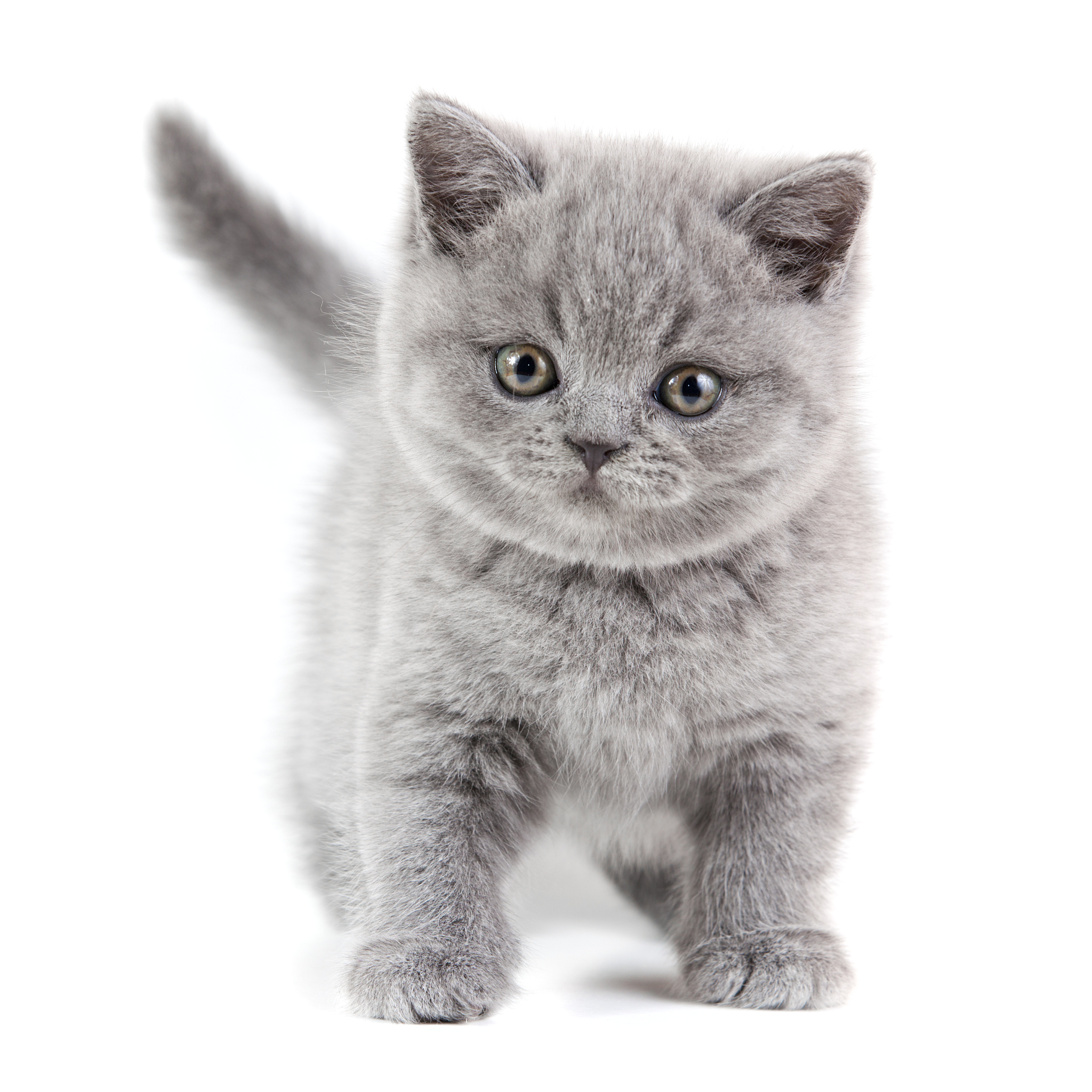 猫猫时尚达人！双脚走路的猫咪穿搭分享