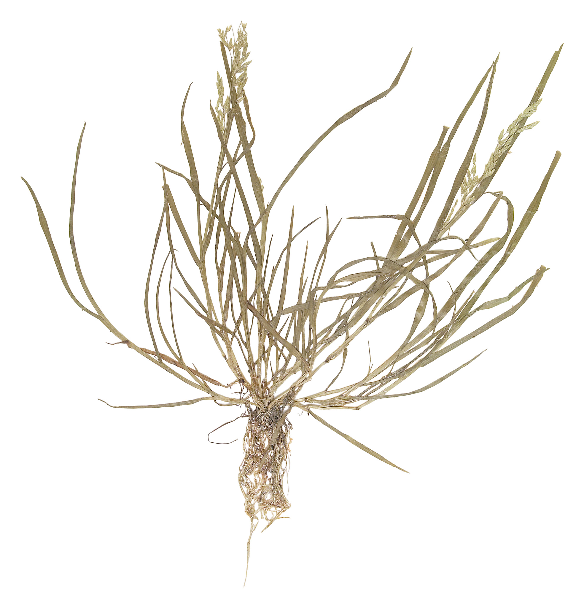 请按照标准的形式 定义粮食菌种