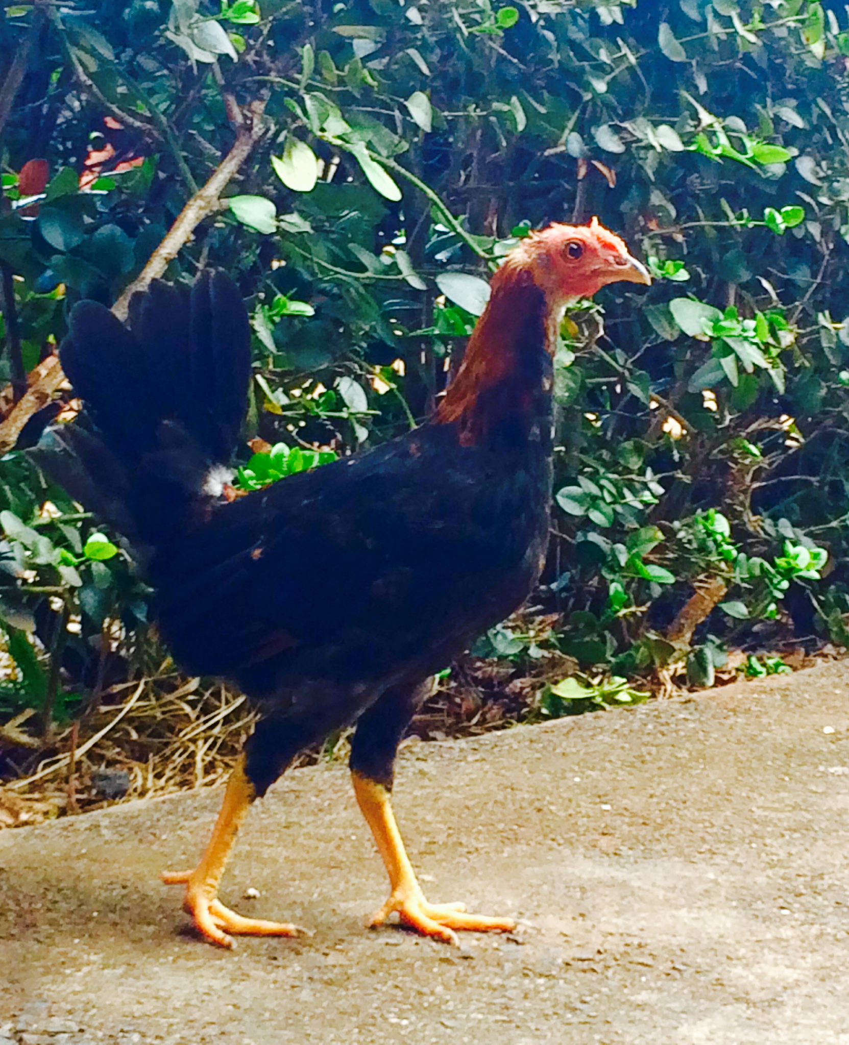 chicken