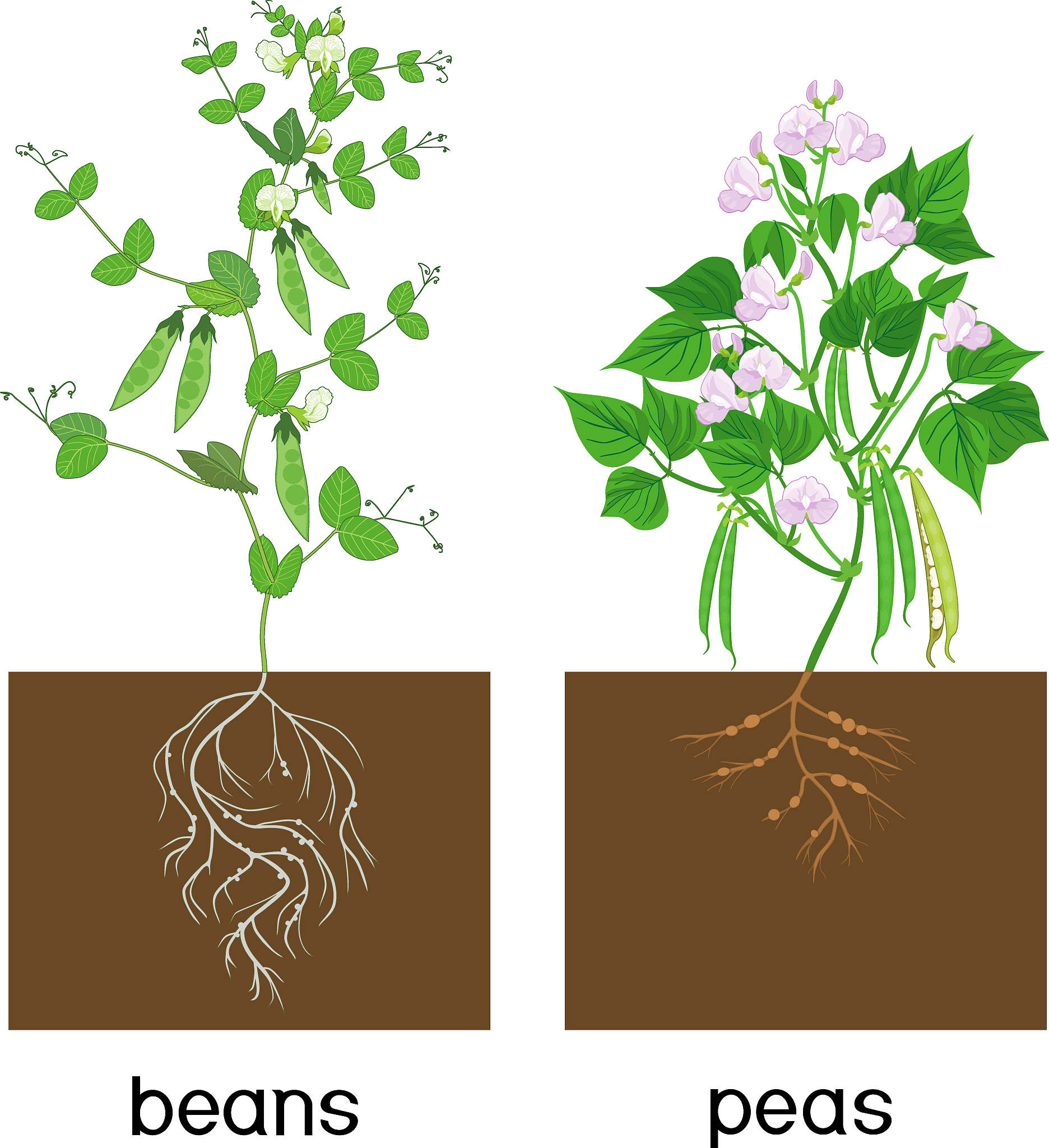 根瘤菌能在动物体内应用的实例有哪些？