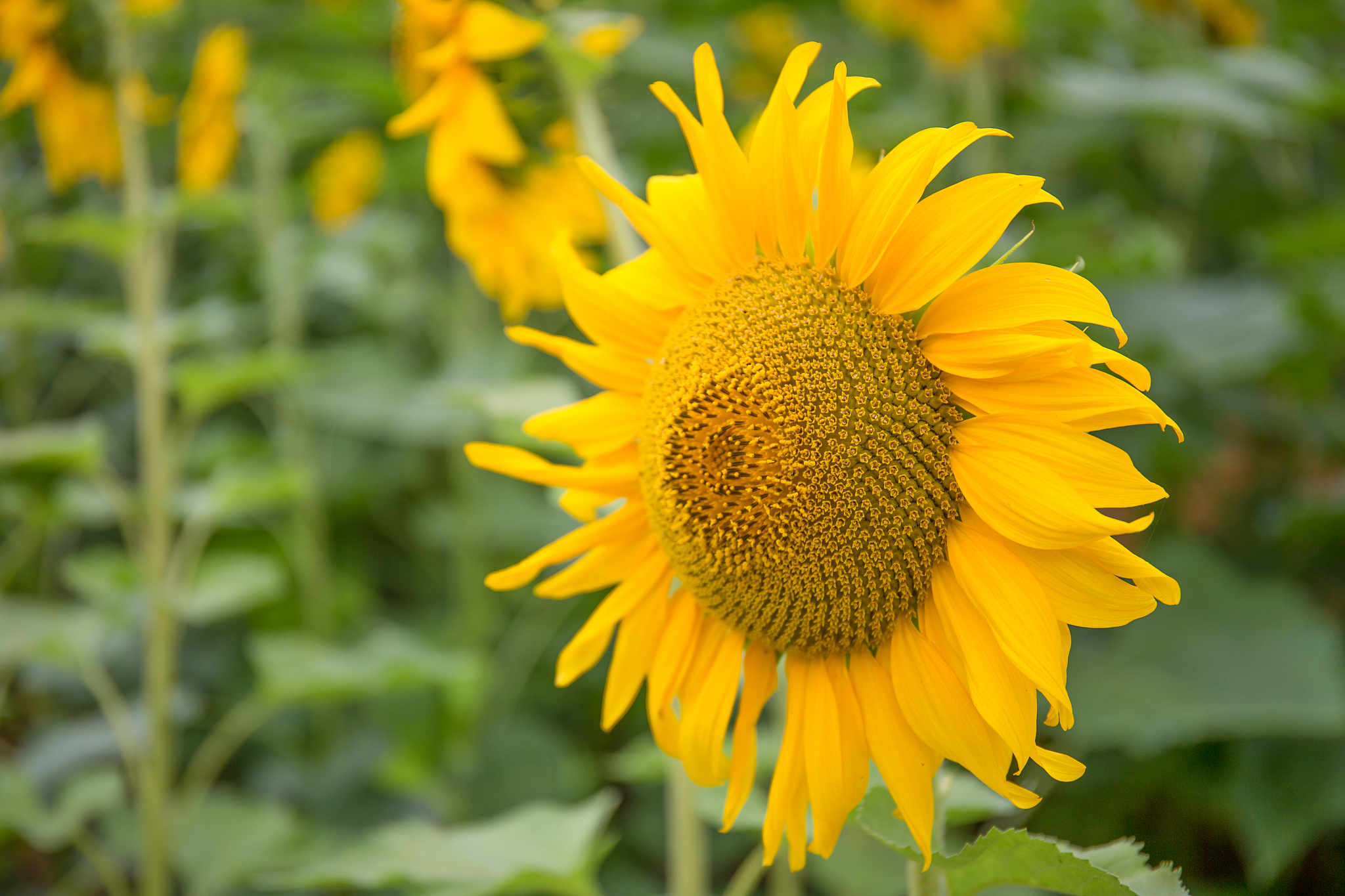 切花向日葵种植管理指南：从浇水到收割
