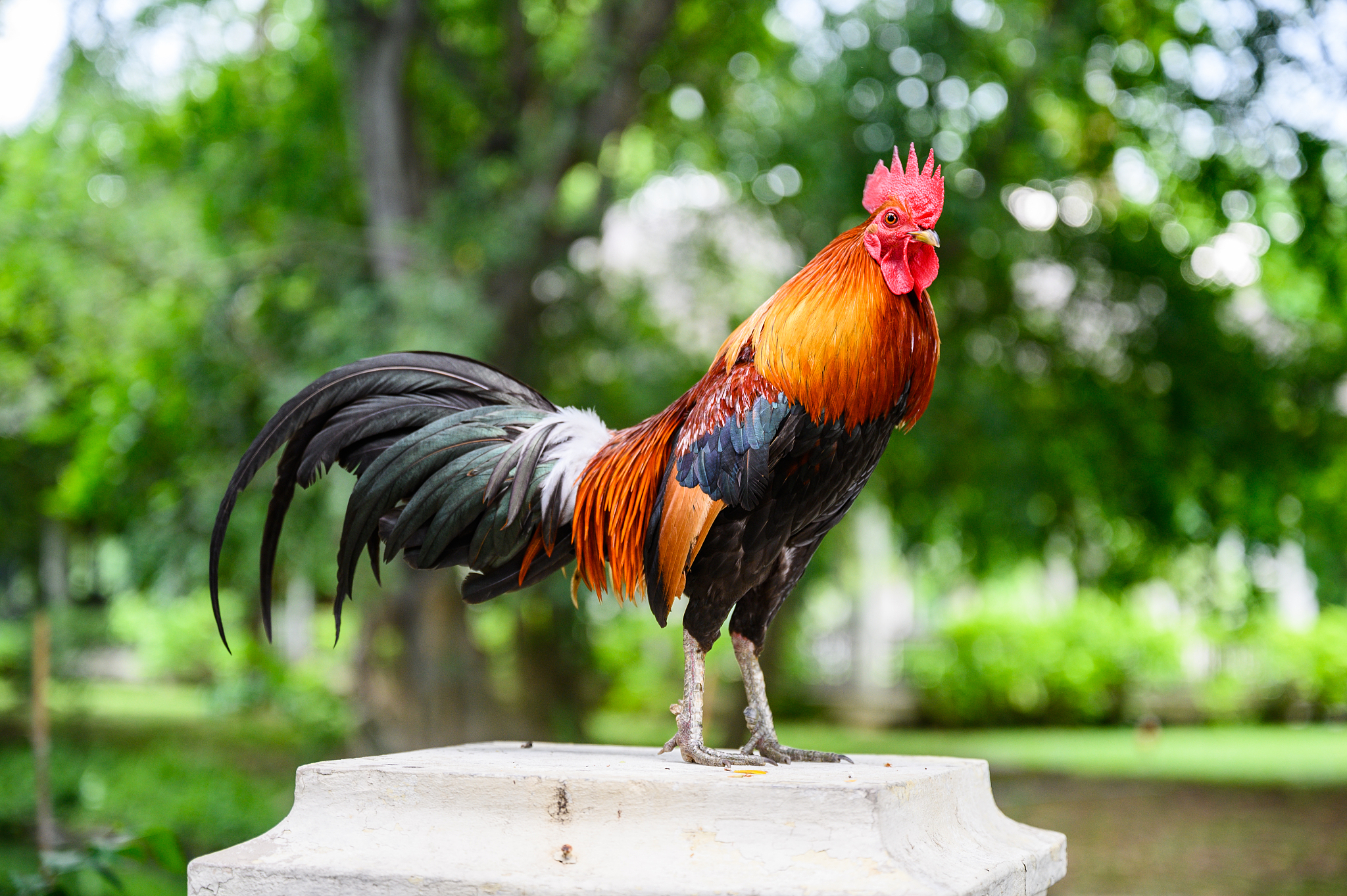 beautiful chicken in the garden.