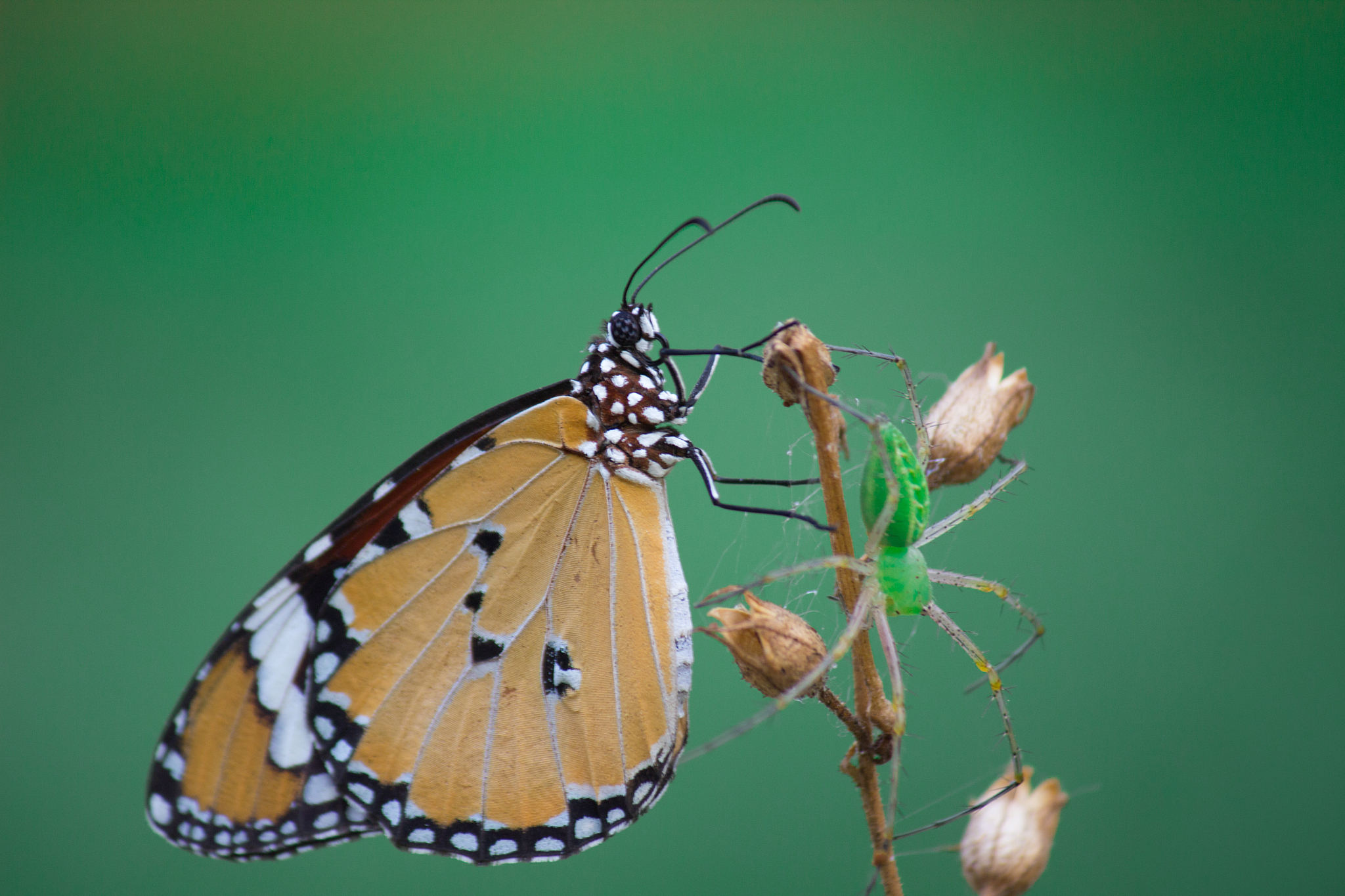 the plain tiger butterfly