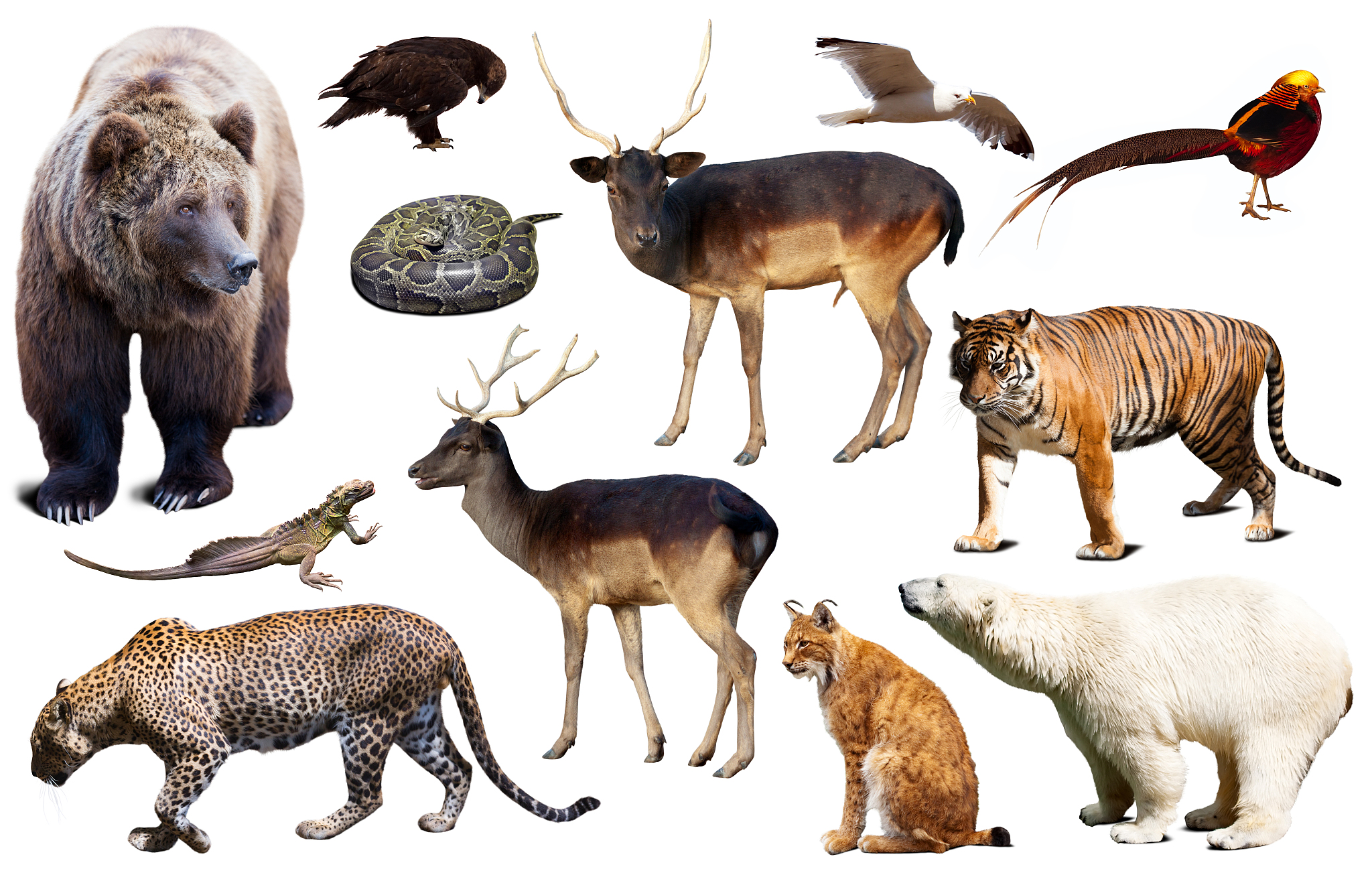 古代动物的名字 列举300个