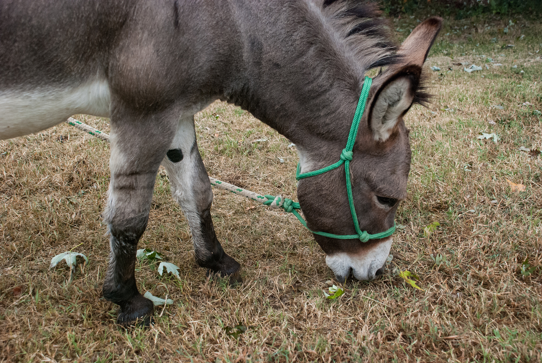 domestic farm donkey with a green rope halter on grazing grass p