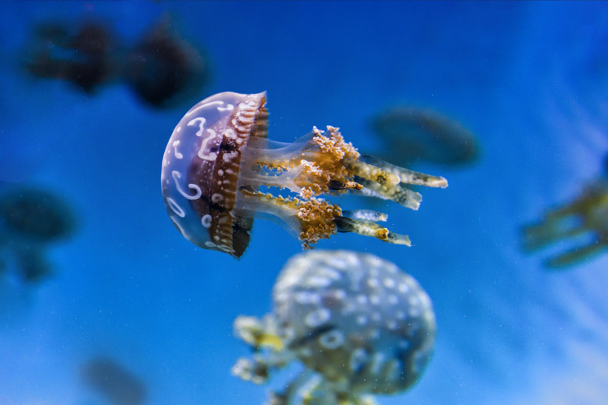 spotted jellyfish
