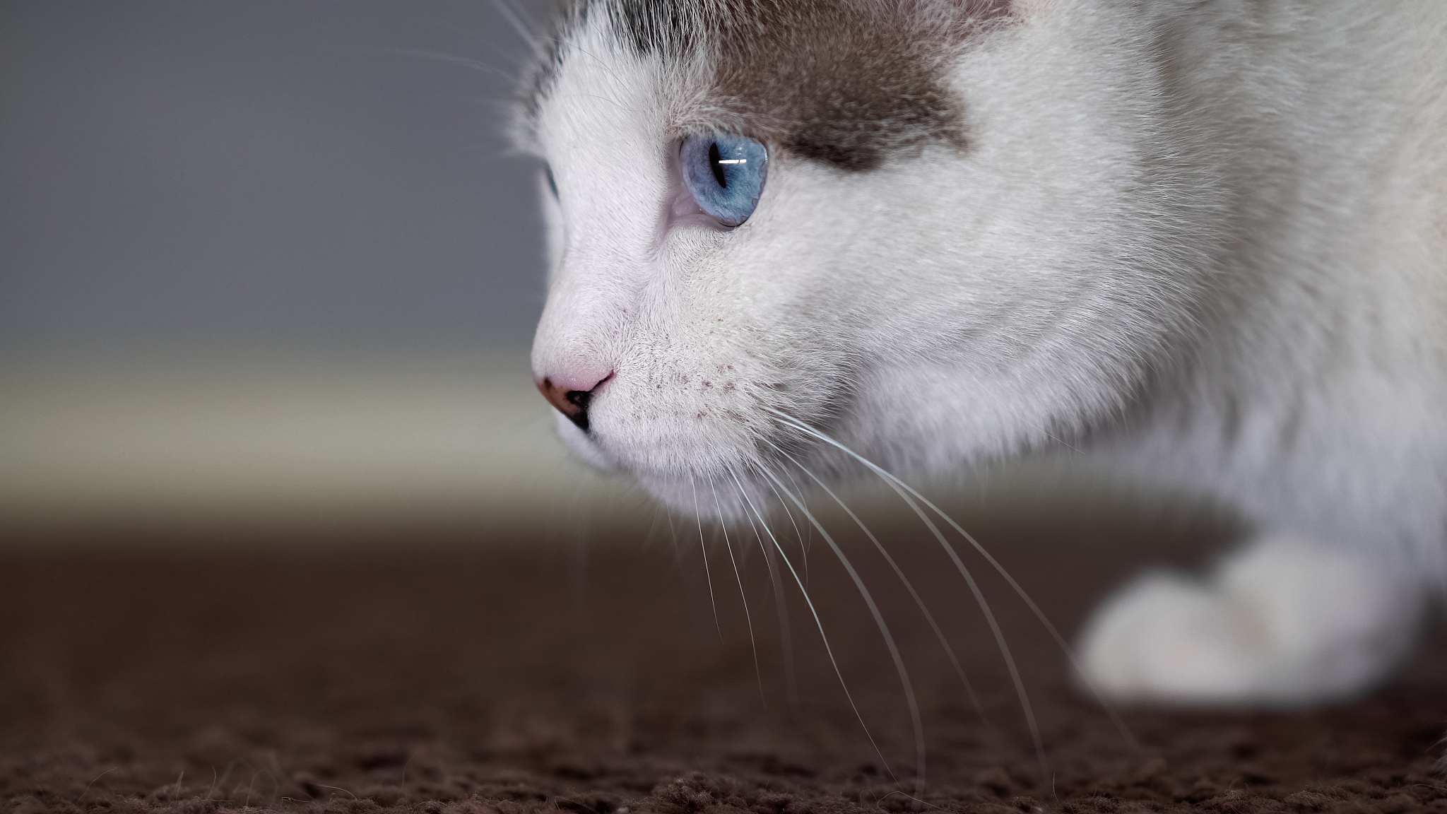close-up of cat looking away