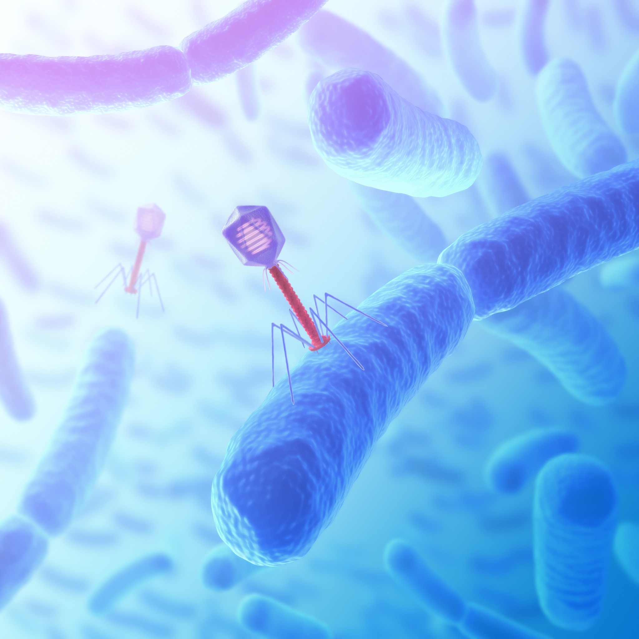 噬菌体受体结合蛋白库:构建、应用与研究 噬菌体受体结合蛋白库:构建、应用与研究