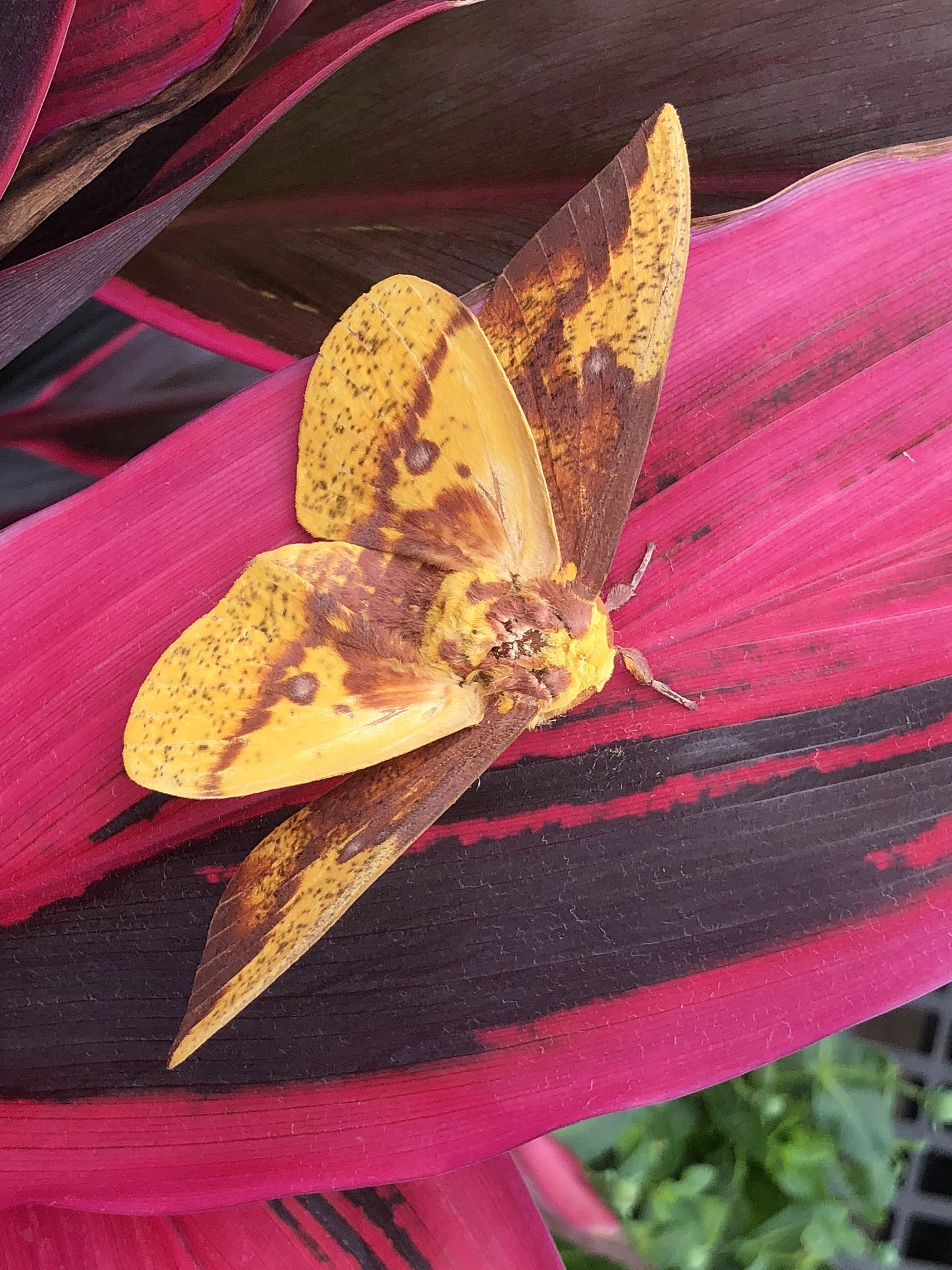 imperial moth on red  cordyline leaf
