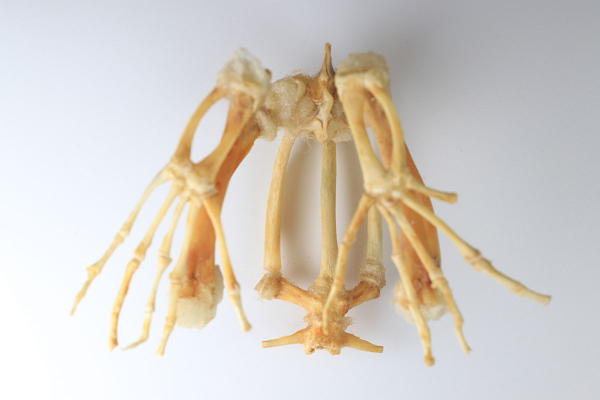 2020年重庆医科大学中药学专业简介